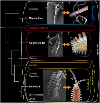 Palps across the tree – the neuronal innervation and development of sensory head appendages in Annelida